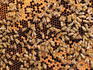 Arka plan altıgen doku, balmumu petek arı kovanı üzerinden altın bal ile dolu. Makro fotoğrafçılık balmumu, arı kovanı sarı tatlı baldan oluşan petek. Arılar peteğin tatlım nektarı.