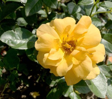 Çiçek açan çiçek doğa doğal, sıradışı aroma buket flora yaşayan yeşil yaprakları ile yükseldi. Gül çiçek uzun pistil, yuvarlak ercik, yeşil çim oluşan. Botanik çiçek demet gül çiçek üzerinden