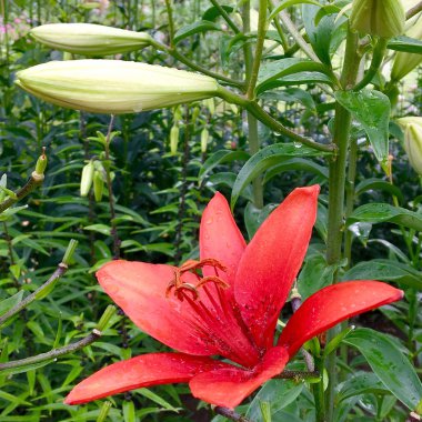 Doğa doğal, sıradışı aroma buket flora yaşayan yapraklarıyla yeşil çiçek açan çiçek zambağı. Lily çiçek uzun pistil, yuvarlak ercik, yeşil çim oluşan. Lily çiçekler den botanik çiçek Grup