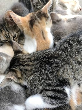 Çizgili komik kedi yavrusu, gülümseyen güzel kedi. Kedi yavrusu yüzleri üzgün büyük yeşil gözlerle yukarı bakıyor. Merak uyandıran kedi yavrusu evde yerde oturuyor..