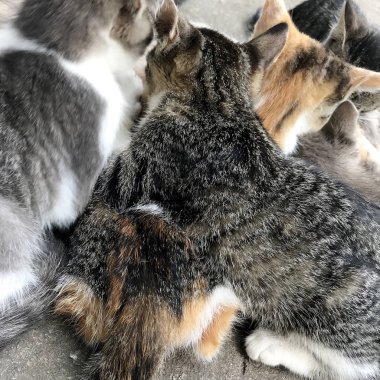 Çizgili komik kedi yavrusu, gülümseyen güzel kedi. Kedi yavrusu yüzleri üzgün büyük yeşil gözlerle yukarı bakıyor. Merak uyandıran kedi yavrusu evde yerde oturuyor..