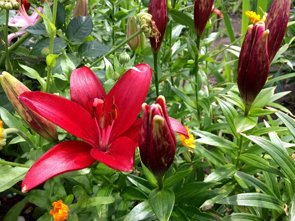 开花百合与绿叶 活自然的性质 不寻常的香味花束植物 百合花由长雌蕊 圆雄蕊 绿草组成 百合花的植物花卉束 — 图库照片