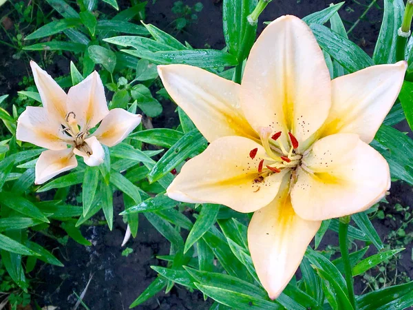 Bloeiende Bloem Lelie Met Groene Bladeren Leven Van Natuurlijke Aard — Stockfoto