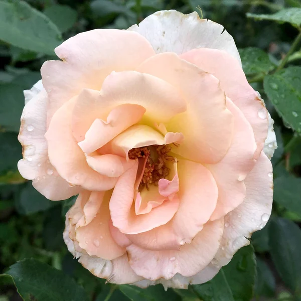 Çiçek açan çiçek doğa doğal, sıradışı aroma buket flora yaşayan yeşil yaprakları ile yükseldi. Gül çiçek uzun pistil, yuvarlak ercik, yeşil çim oluşan. Botanik çiçek demet gül çiçek üzerinden