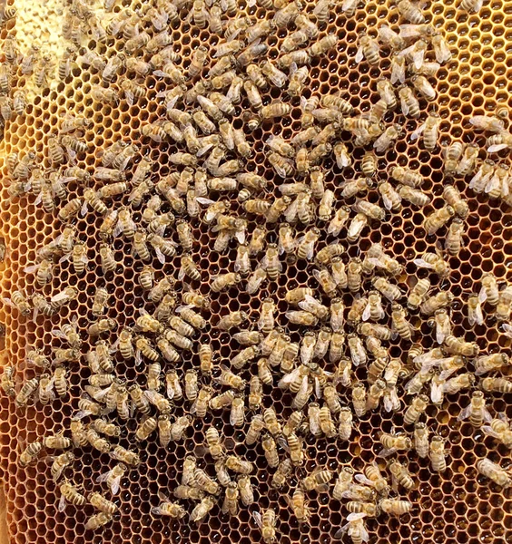 Hintergrund Sechseck Textur Wachswaben Aus Einem Bienenstock Mit Goldenem Honig — Stockfoto