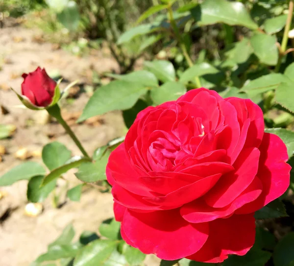 Çiçek açan çiçek doğa doğal, sıradışı aroma buket flora yaşayan yeşil yaprakları ile yükseldi. Gül çiçek uzun pistil, yuvarlak ercik, yeşil çim oluşan. Botanik çiçek demet gül çiçek üzerinden