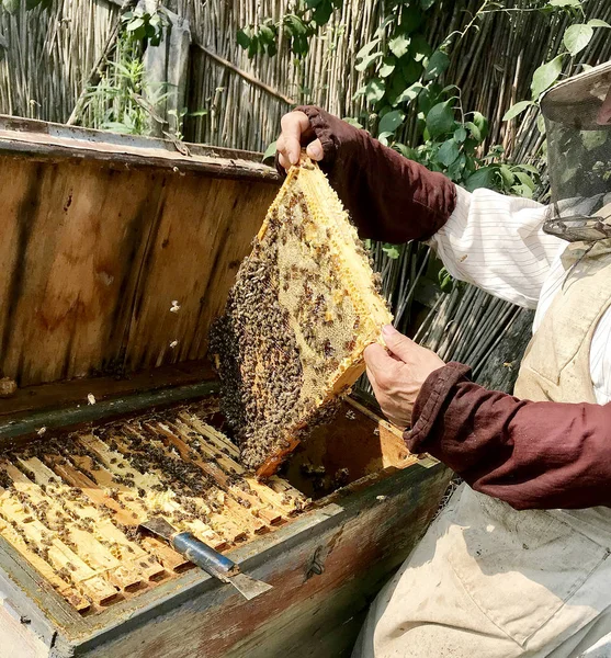 Apicoltore Nonno Lavora Sul Proprio Apiario Rurale Con Api Domestiche — Foto Stock