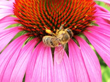 Kanatlı arı yavaşça bitkiye uçar, çiçekten özel arı kovanına bal koymak için nektar toplar. Güzel çiçekleri kapsayan bal tokası, arıların bacaklarında sarı polen. Tatlı nektar bal arısı.