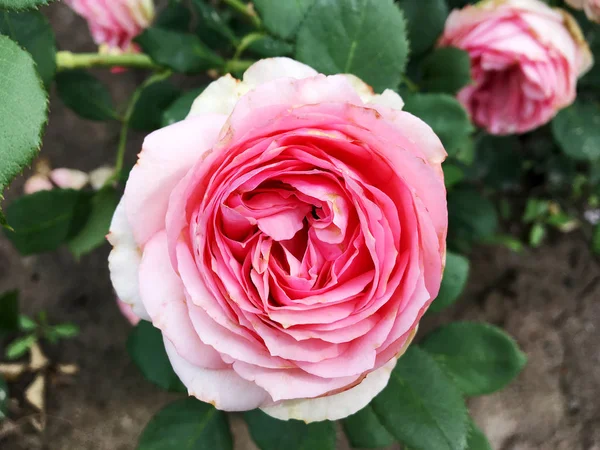 Ανθισμένο Λουλούδι Τριαντάφυλλο Πράσινα Φύλλα Ζουν Φυσικό Φύση Ασυνήθιστη Άρωμα — Φωτογραφία Αρχείου