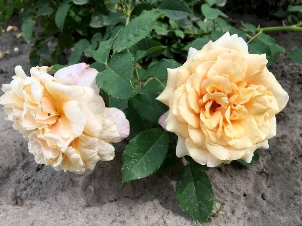 Bloeiende Bloem Roos Met Groene Bladeren Leven Van Natuurlijke Aard — Stockfoto