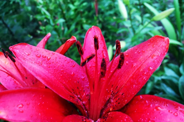 Kvetoucí Lilie Květ Zelenými Listy Žijící Přírodní Povahy Neobvyklá Vůně — Stock fotografie