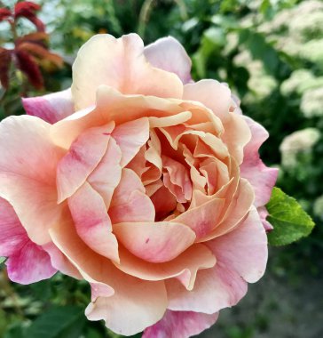 Çiçek açan çiçek doğa doğal, sıradışı aroma buket flora yaşayan yeşil yaprakları ile yükseldi. Gül çiçek uzun pistil, yuvarlak ercik, yeşil çim oluşan. Botanik çiçek demet gül çiçek üzerinden