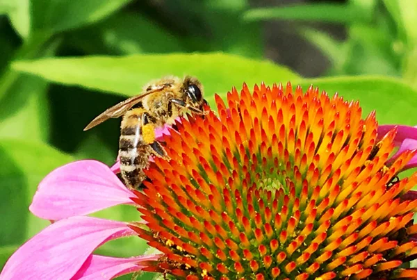 Winged bee slowly flies to the plant, collect nectar for honey on private apiary from flower. Honey clip consisting for beautiful flowers, yellow pollen on bees legs. Sweet nectar honeyed bee honey.