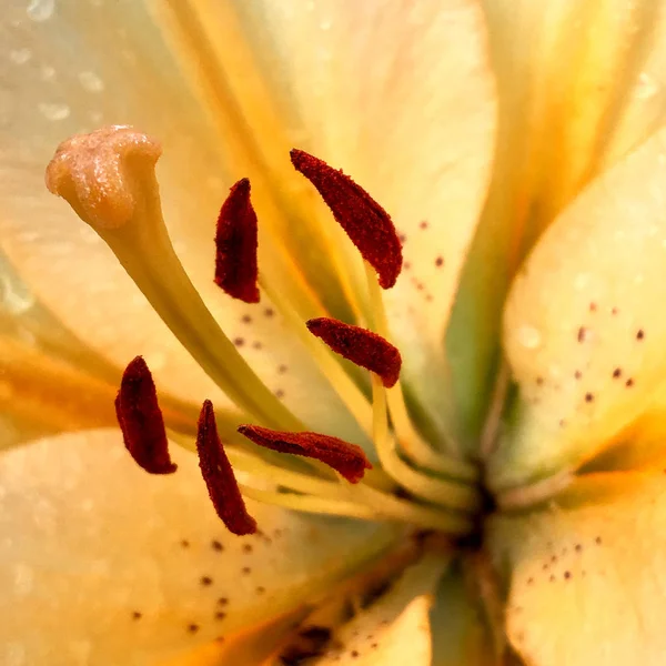 살아있는 꽃다발 둥근된 꽃에서 — 스톡 사진