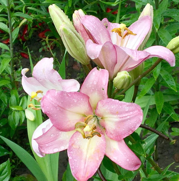 緑に咲く花ユリの葉 珍しい香りの花束植物の生活します ユリの花は めしべの長い 丸みを帯びた雄しべ 緑の草から成る ユリの花から植物花束 — ストック写真