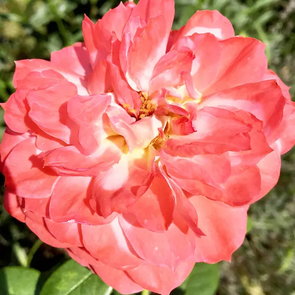 Floraison Rose Fleurs Avec Des Feuilles Vertes Nature Naturelle Vivante — Photo