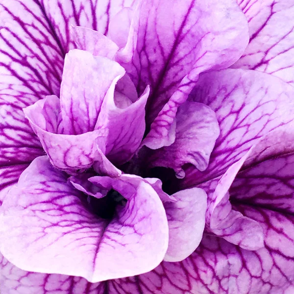 Kwitnący Kwiat Liści Życia Natura Naturalny Aromat Bukiet Flora Kwiat — Zdjęcie stockowe