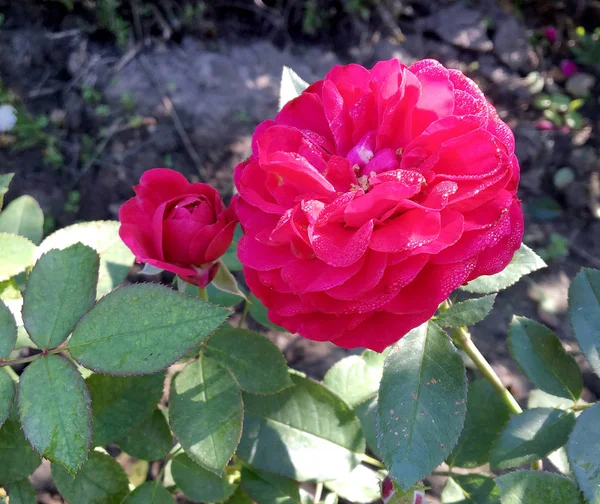 Floraison Rose Fleurs Avec Des Feuilles Vertes Nature Naturelle Vivante — Photo