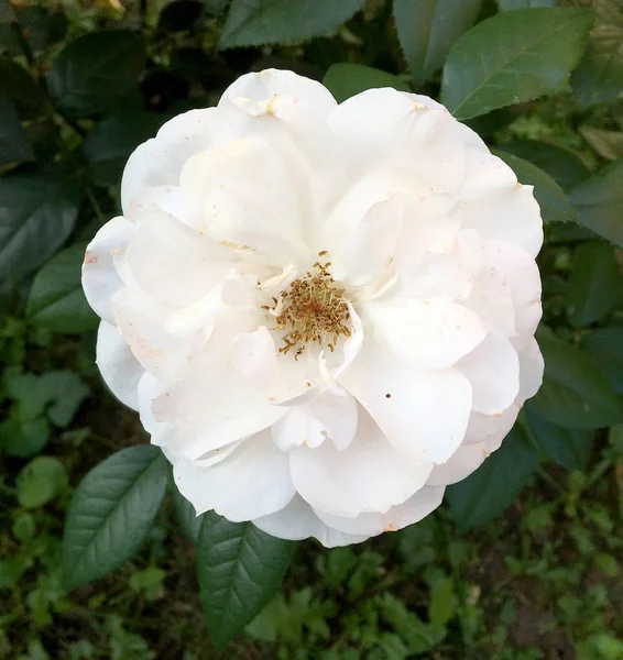 Blooming flower rose with green leaves, living natural nature, unusual aroma bouquet flora. Rose flower consisting of long pistil, rounded stamen, green grass. Botanical floral bunch from rose flowers