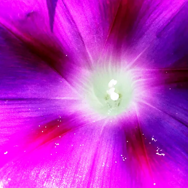 开花有叶子 自然自然 芳香花束植物 花内由长雌蕊 圆雄蕊 纹理色植物组成 植物花卉束从花在露水 — 图库照片