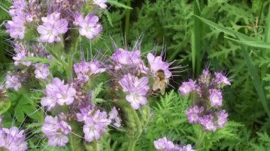 Kanatlı arı yavaşça bitkiye uçar, çiçekten özel arı kovanına bal koymak için nektar toplar. Güzel çiçekleri kapsayan bal tokası, arıların bacaklarında sarı polen. Tatlı nektar bal arısı.