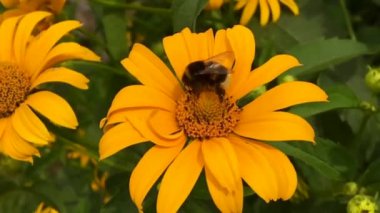 Kanatlı arı yavaşça bitkiye uçar, çiçekten özel arı kovanına bal koymak için nektar toplar. Güzel çiçekleri kapsayan bal tokası, arıların bacaklarında sarı polen. Tatlı nektar bal arısı.