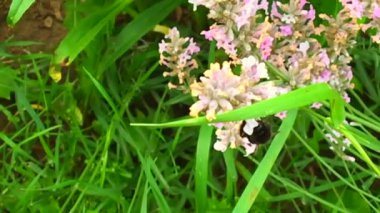 Kanatlı arı yavaşça bitkiye uçar, çiçekten özel arı kovanına bal koymak için nektar toplar. Güzel çiçekleri kapsayan bal tokası, arıların bacaklarında sarı polen. Tatlı nektar bal arısı.