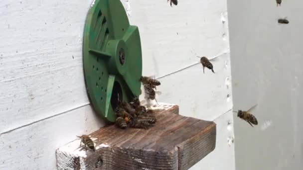 背景六边形纹理 蜡蜂窝从蜂蜂巢中充满金色蜂蜜 蜂窝组成的宏观概述蜂蜡 黄色甜蜂蜜从蜂巢 蜜蜂蜂蜜花蜜蜂窝 — 图库视频影像