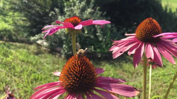 羽のついた蜂はゆっくりと植物に飛び 花から自家製の桃に蜜を集めます ミツバチの足の上に美しい花 黄色の花粉で構成される蜂蜜クリップ 甘い蜜蜜蜜蜜蜜 — ストック動画