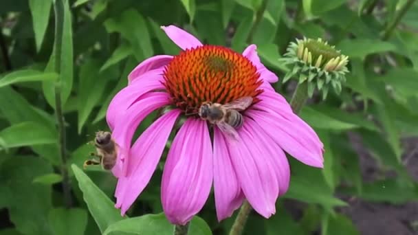 Gevleugelde Bij Vliegt Langzaam Naar Plant Verzamelt Nectar Voor Honing — Stockvideo