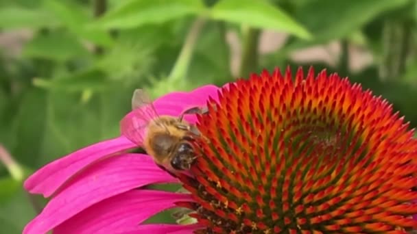 Okřídlená Včela Pomalu Letí Rostlině Sbírá Nektar Pro Med Soukromé — Stock video