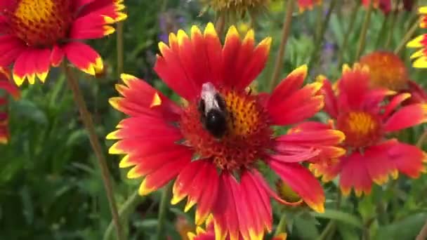 Winged Bee Slowly Flies Plant Collect Nectar Honey Private Apiary — Stock Video