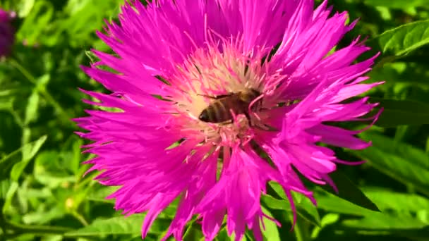 羽のついた蜂はゆっくりと植物に飛び 花から自家製の桃に蜜を集めます ミツバチの足の上に美しい花 黄色の花粉で構成される蜂蜜クリップ 甘い蜜蜜蜜蜜蜜 — ストック動画