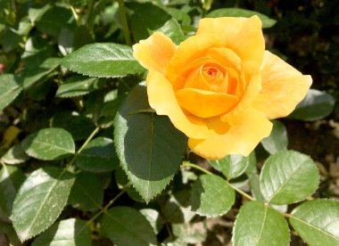 Çiçek açan çiçek doğa doğal, sıradışı aroma buket flora yaşayan yeşil yaprakları ile yükseldi. Gül çiçek uzun pistil, yuvarlak ercik, yeşil çim oluşan. Botanik çiçek demet gül çiçek üzerinden