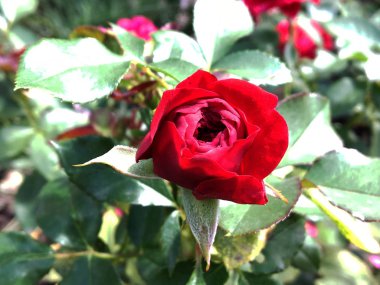 Çiçek açan çiçek doğa doğal, sıradışı aroma buket flora yaşayan yeşil yaprakları ile yükseldi. Gül çiçek uzun pistil, yuvarlak ercik, yeşil çim oluşan. Botanik çiçek demet gül çiçek üzerinden