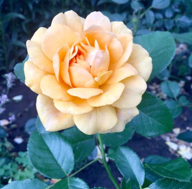 Çiçek açan çiçek doğa doğal, sıradışı aroma buket flora yaşayan yeşil yaprakları ile yükseldi. Gül çiçek uzun pistil, yuvarlak ercik, yeşil çim oluşan. Botanik çiçek demet gül çiçek üzerinden