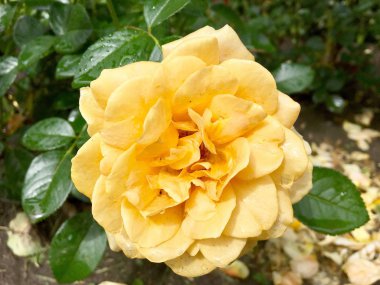 Çiçek açan çiçek doğa doğal, sıradışı aroma buket flora yaşayan yeşil yaprakları ile yükseldi. Gül çiçek uzun pistil, yuvarlak ercik, yeşil çim oluşan. Botanik çiçek demet gül çiçek üzerinden