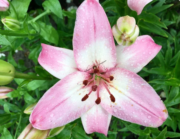 开花百合与绿叶 活自然的性质 不寻常的香味花束植物 百合花由长雌蕊 圆雄蕊 绿草组成 百合花的植物花卉束 — 图库照片