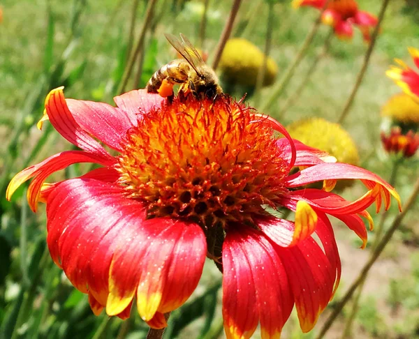 Abeille Ailée Vole Lentement Plante Recueillir Nectar Pour Miel Sur — Photo