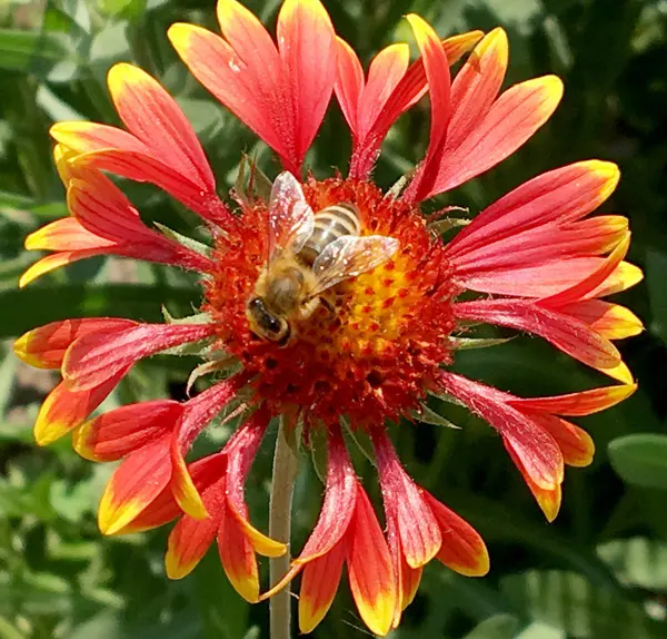 Abeille Ailée Vole Lentement Plante Recueillir Nectar Pour Miel Sur — Photo