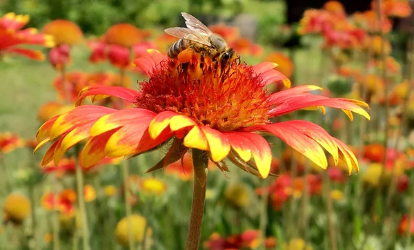 Winged bee slowly flies to the plant, collect nectar for honey on private apiary from flower. Honey clip consisting for beautiful flowers, yellow pollen on bees legs. Sweet nectar honeyed bee honey.