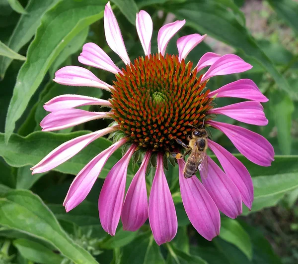 Winged bee slowly flies to the plant, collect nectar for honey on private apiary from flower. Honey clip consisting for beautiful flowers, yellow pollen on bees legs. Sweet nectar honeyed bee honey.