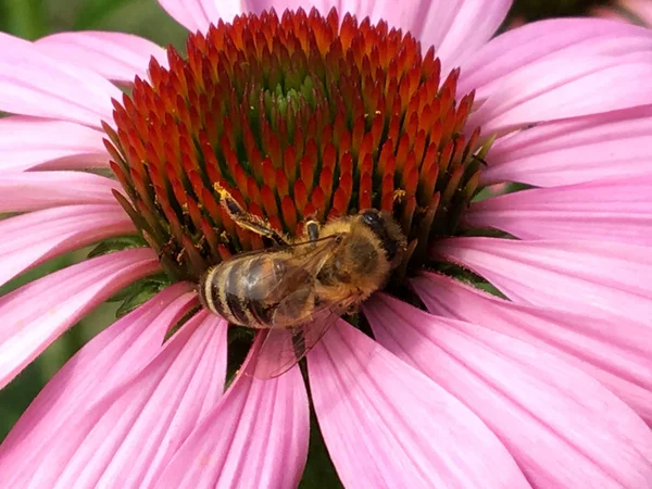 Winged bee slowly flies to the plant, collect nectar for honey on private apiary from flower. Honey clip consisting for beautiful flowers, yellow pollen on bees legs. Sweet nectar honeyed bee honey.