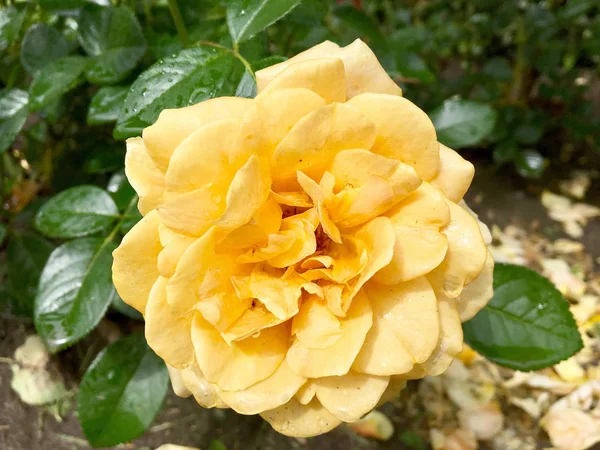 Çiçek açan çiçek doğa doğal, sıradışı aroma buket flora yaşayan yeşil yaprakları ile yükseldi. Gül çiçek uzun pistil, yuvarlak ercik, yeşil çim oluşan. Botanik çiçek demet gül çiçek üzerinden