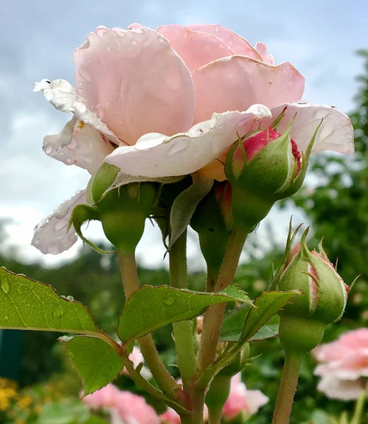 Blommande Blomma Ros Med Gröna Blad Living Naturlig Natur Ovanlig — Stockfoto