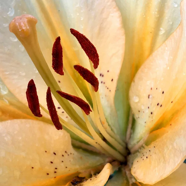 Fioritura Fiore Con Foglie Natura Naturale Vivente Aroma Bouquet Flora — Foto Stock