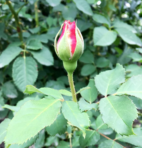 Floraison Rose Fleurs Avec Des Feuilles Vertes Nature Naturelle Vivante — Photo
