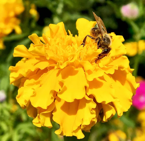 Winged bee slowly flies to the plant, collect nectar for honey on private apiary from flower. Honey clip consisting for beautiful flowers, yellow pollen on bees legs. Sweet nectar honeyed bee honey.