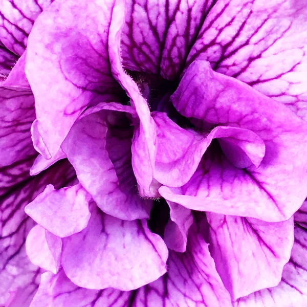 살아있는 꽃다발 둥근된 꽃에서 — 스톡 사진
