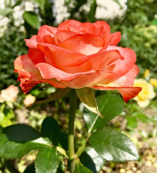 Flor Florescente Rosa Com Folhas Verdes Natureza Natural Viva Flora — Fotografia de Stock